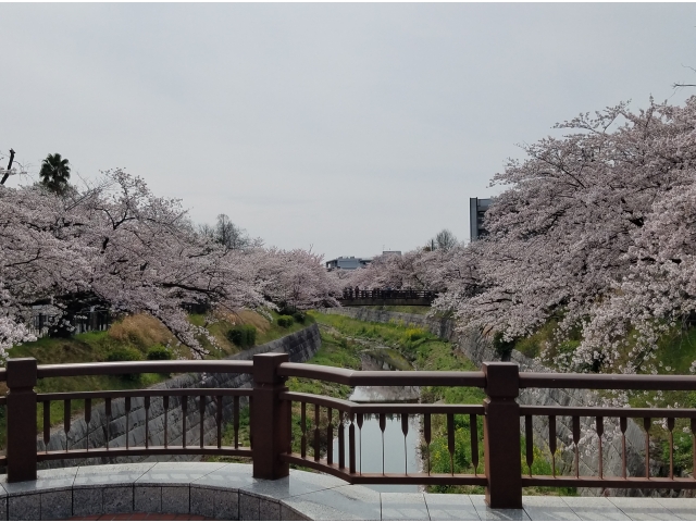 かなえ橋からの桜