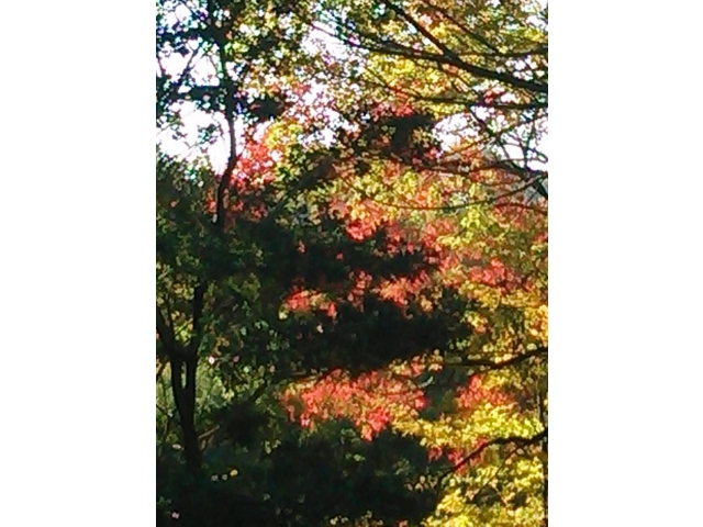 近隣の木々が紅葉に。