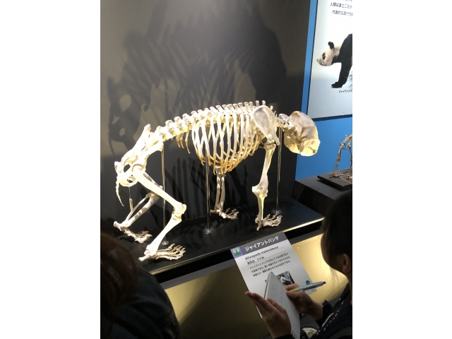 パンダの骨格標本