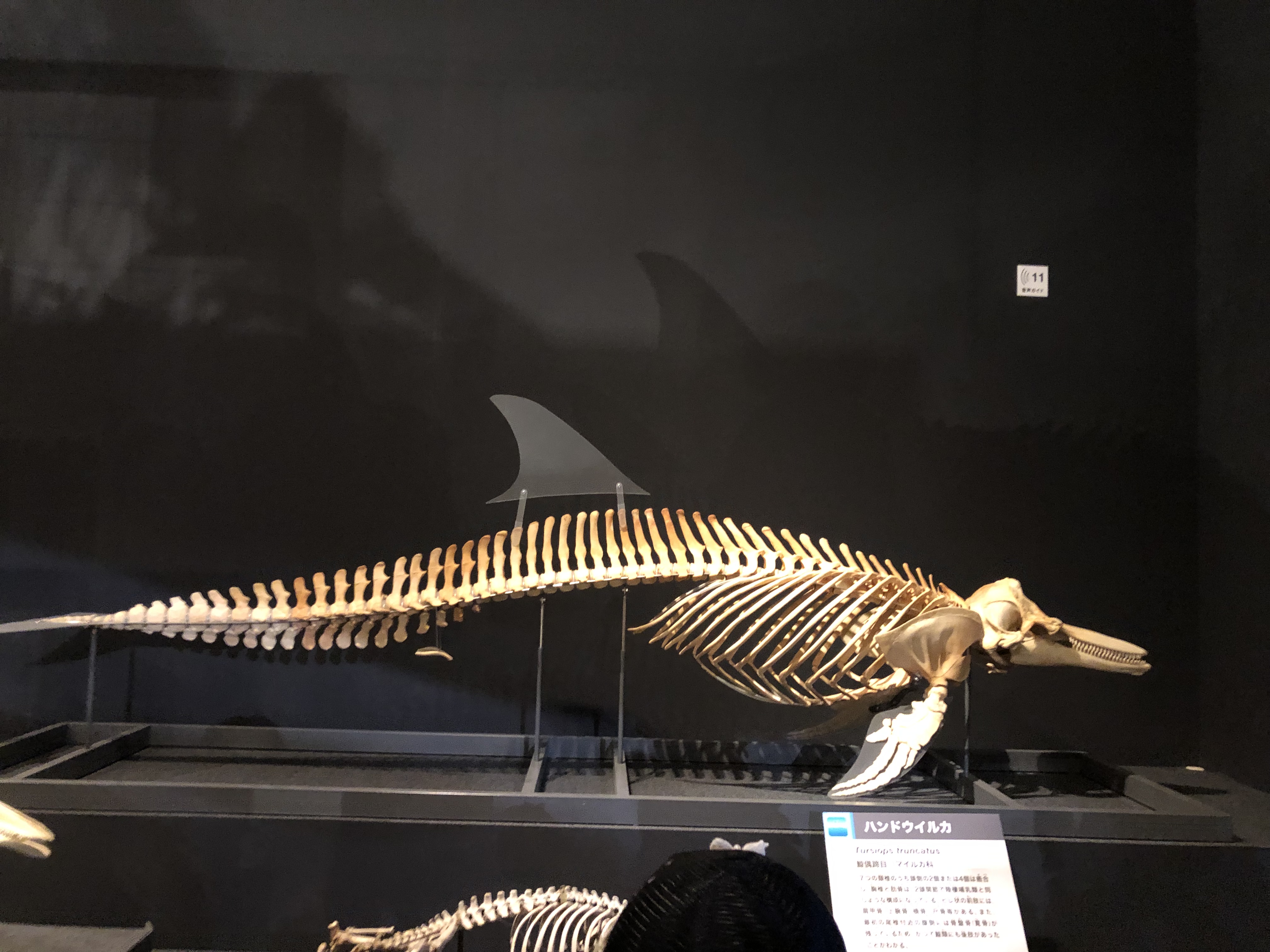 イルカの骨 骨格標本 鯨類 背骨 - その他