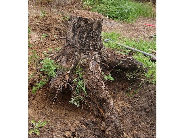 数年前に伐採した木の切り株(ある程度土を除去した後)