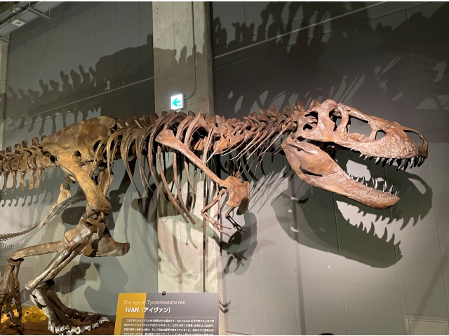ティラノサウルスの全身復元骨格です。