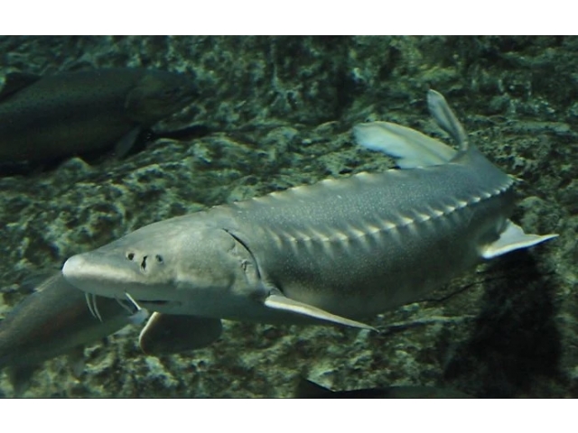 実はサメの仲間ではなく、別の種類に属しているチョウザメ科「チョウザメ」pixabayより引用https://pixabay.com/