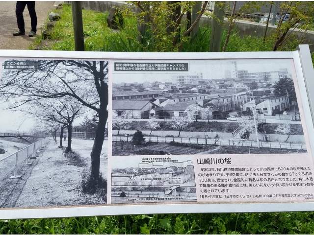 約60年前の山崎川の写真がありました。