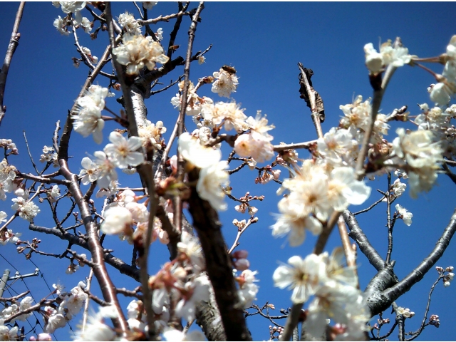 綺麗に咲きました🌸この桜はサクランボがなるそうです🍒