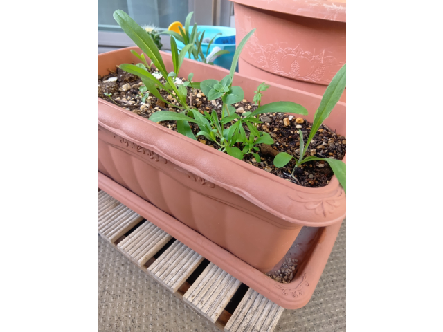 色々なお花（名前は不明）