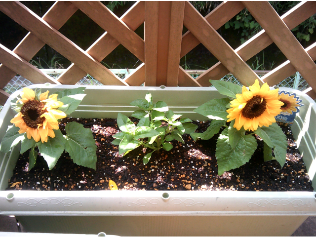 間にある雑草に見えるのが1000輪咲きヒマワリです🌻