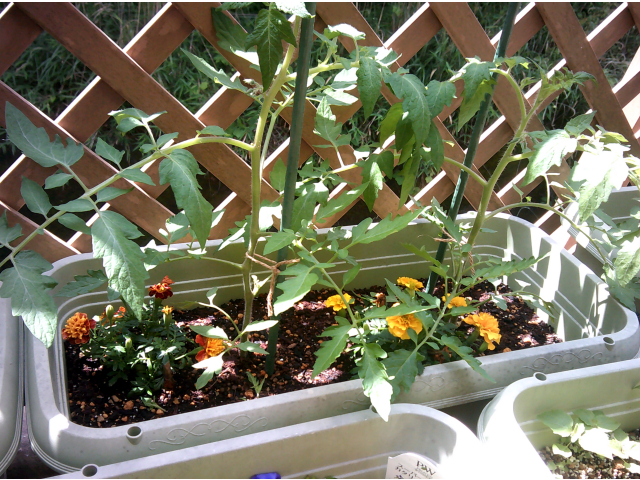 マリーゴールドとトマトです🍅