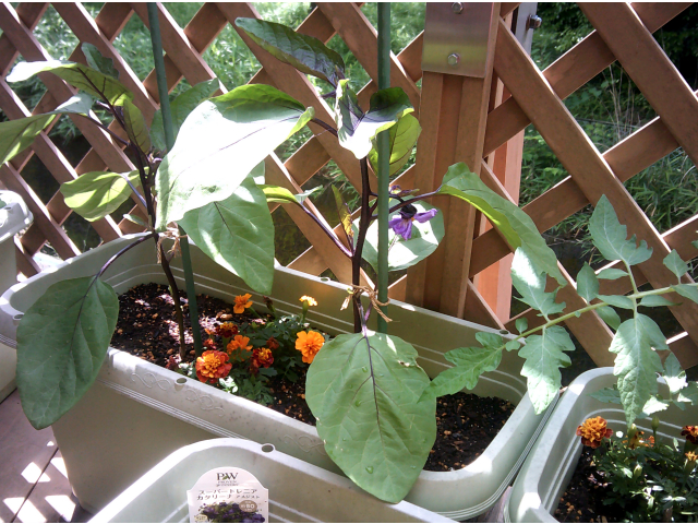 マリーゴールドと茄子です🍆