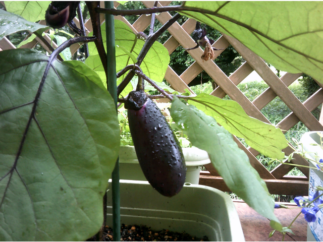 立派に実りました(^^♪