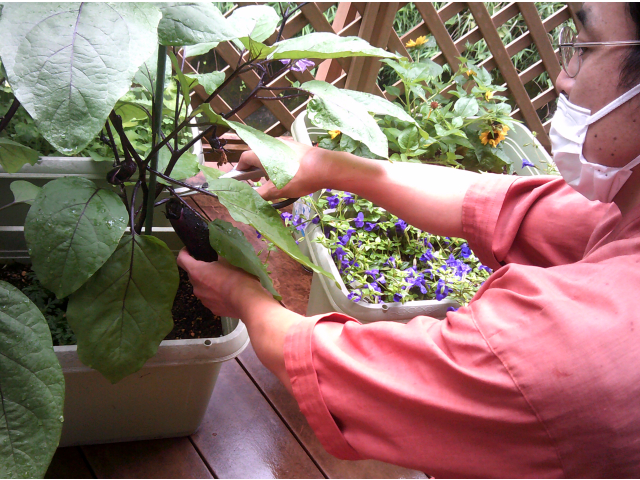 初収穫は心和荘の長が…✂