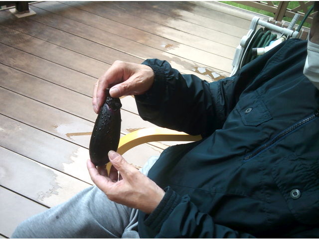 収穫した茄子を見て、笑顔が溢れます(^o^)