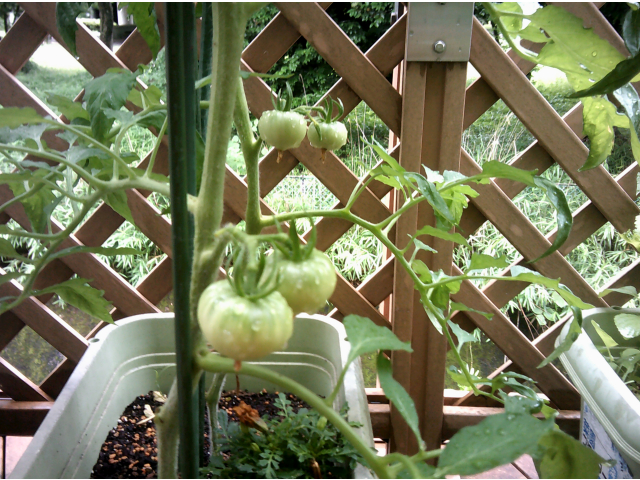 トマトも実が付きました♪