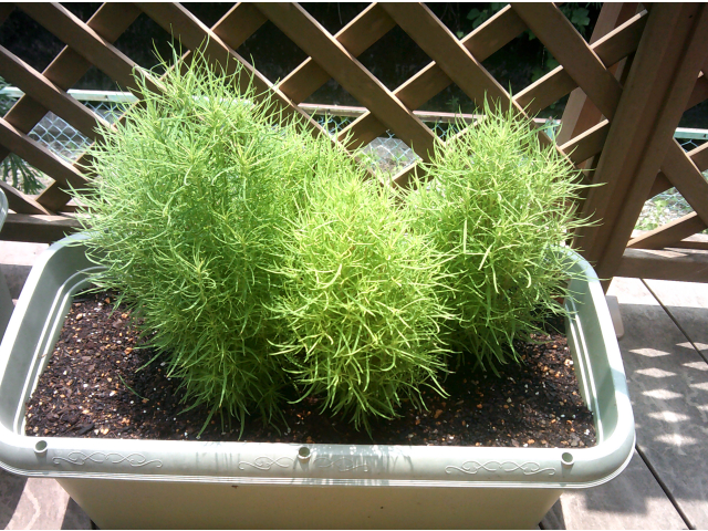 新しく仲間入りしたコキアです