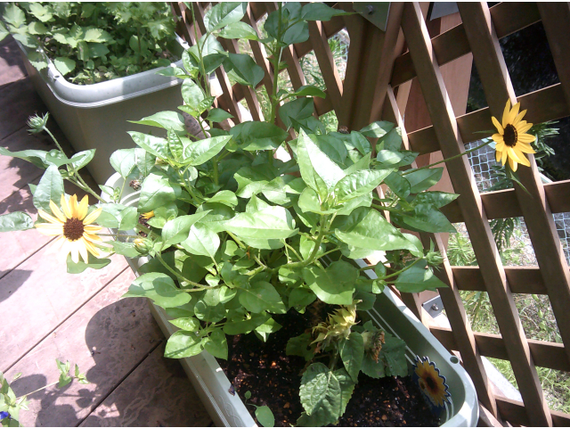 1000輪咲きヒマワリも大きく育ちました！