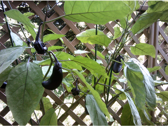 みんな、早く大きくなぁれ～＼(^o^)／