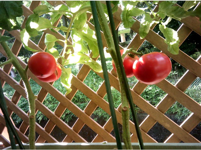 真っ赤に色付きました(*^^*)