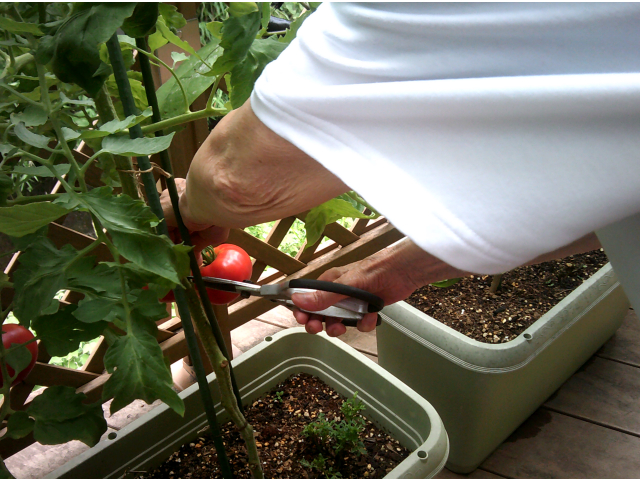 慎重にハサミを入れます✂