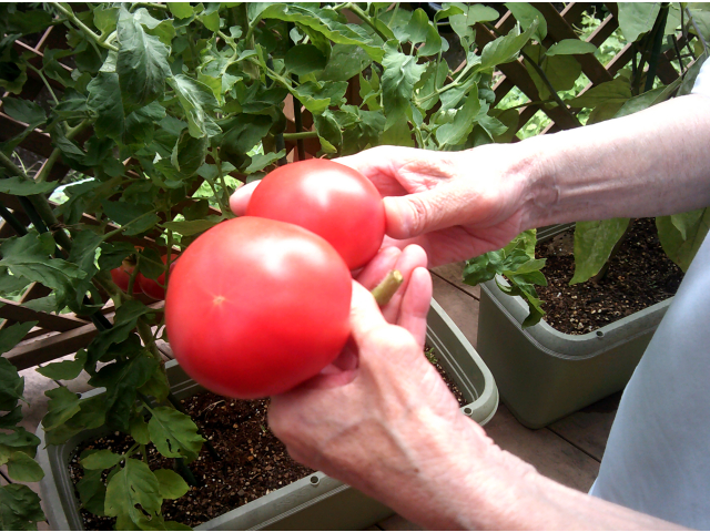 とってもおいしそう!(^^)!