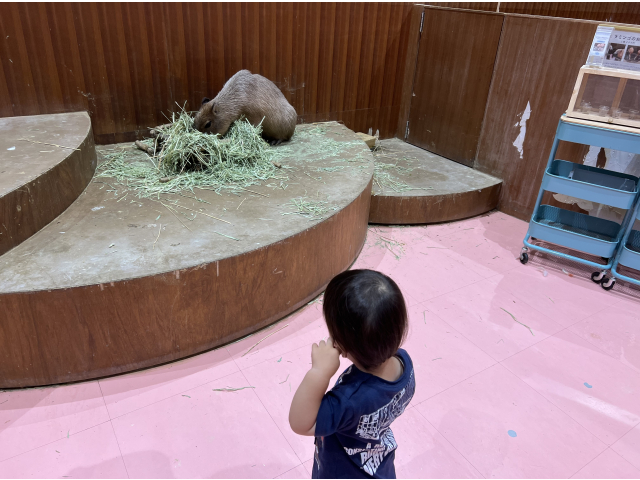 奧にいるのがカピバラです。