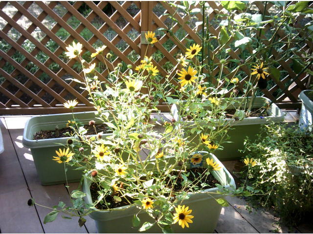 1000輪の花を咲かせるひまわり。今もたくさん咲いています🌻