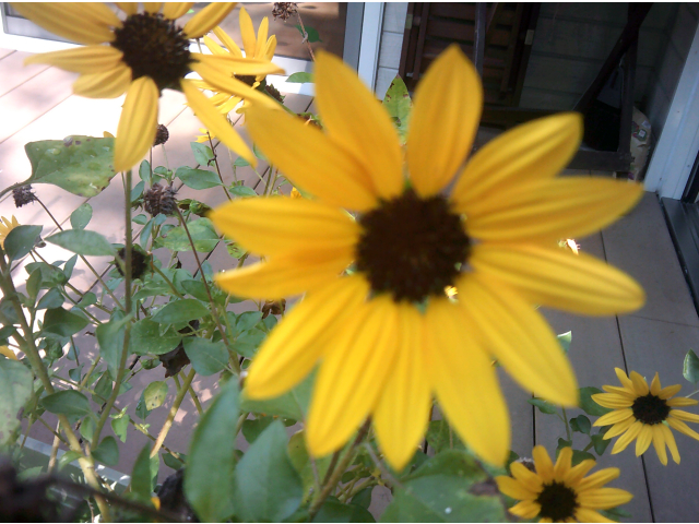 空に向かって元気に咲いています🌻