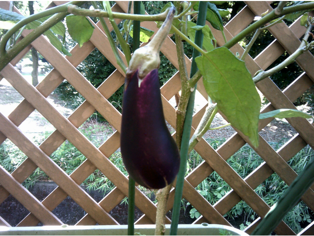 最後の秋ナスです🍆