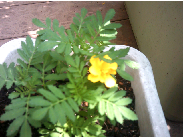 一度枯れてしまったマリーゴールド。根が残っていたようで、葉を出して綺麗な花を咲かせています。