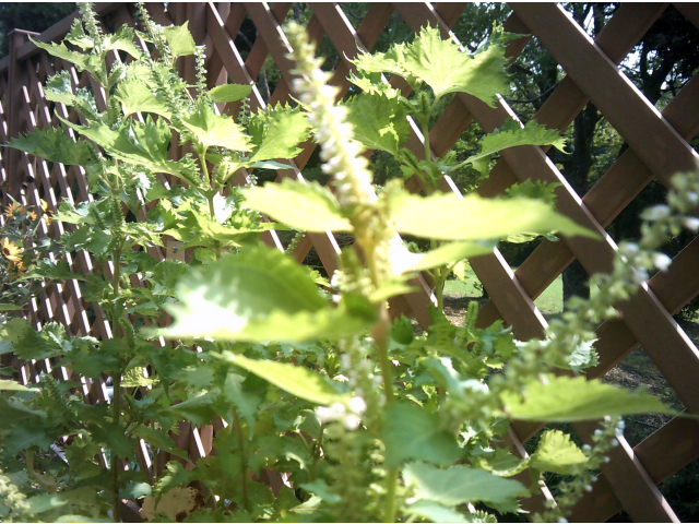 花が終わるとしその実ができるのかな？楽しみですね(#^.^#)