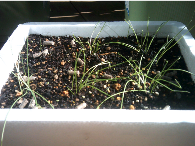 玉ねぎの芽が出てきました😲