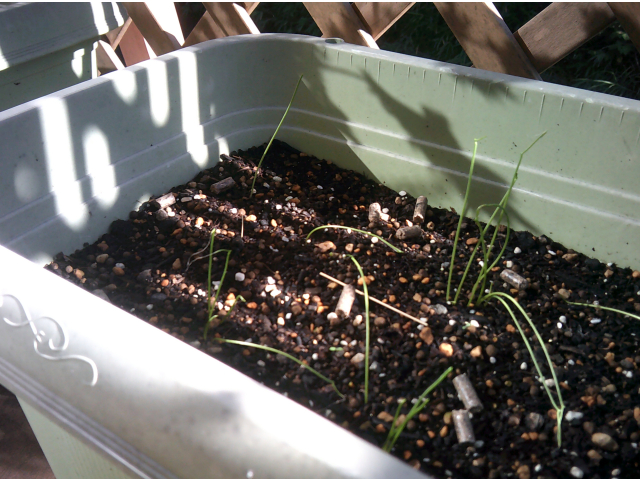 大きく育ってね❕